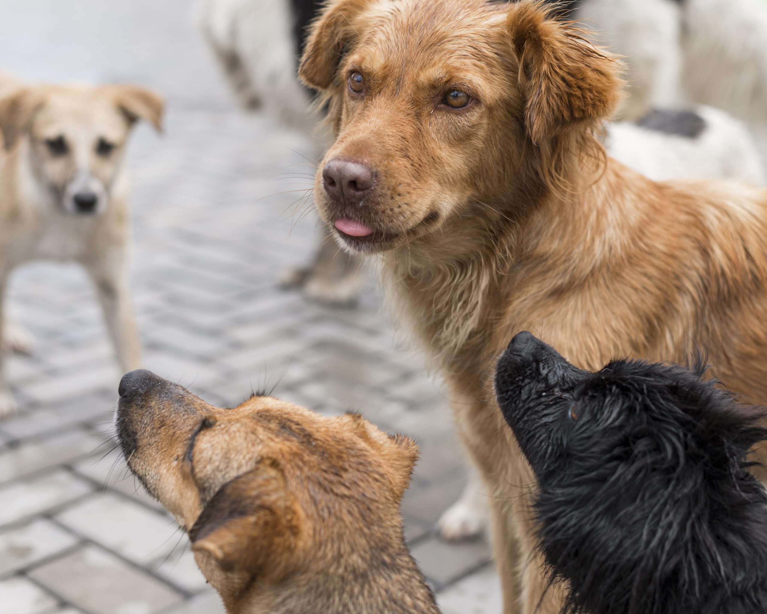 Supreme Court Cracks Down on Stray Dog Attacks