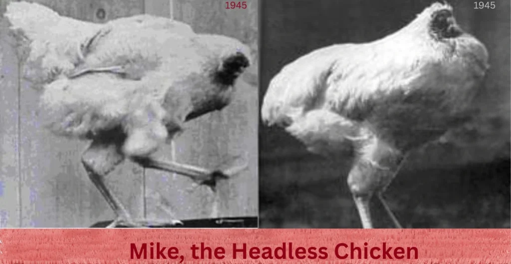 Mike the Headless Chicken