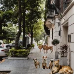 Supreme Court's new order on stray dogs