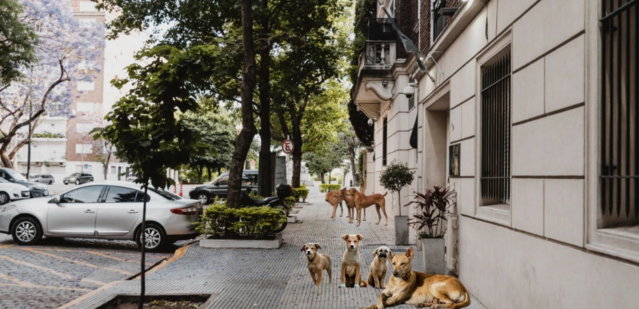 Supreme Court's new order on stray dogs